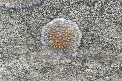 Polycauliona luteominia luteominia