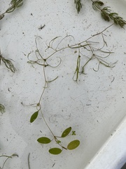 Potamogeton diversifolius