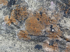 Polycauliona luteominia luteominia