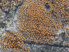 Polycauliona luteominia luteominia