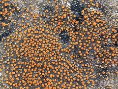 Polycauliona luteominia luteominia