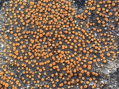 Polycauliona luteominia luteominia