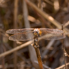 Trithemis annulata