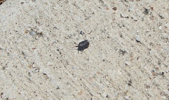 Phylloscelis atra