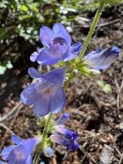 Penstemon subserratus