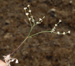 Eriogonum baileyi baileyi