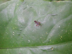 Teleopsis quadriguttata