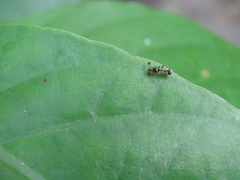 Teleopsis quadriguttata