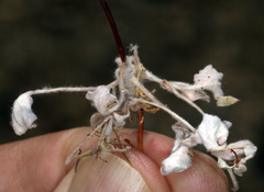 Eriogonum baileyi baileyi