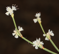 Eriogonum baileyi baileyi