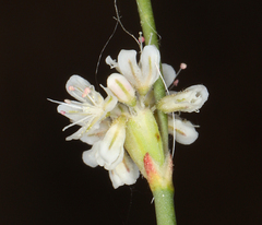 Eriogonum baileyi baileyi