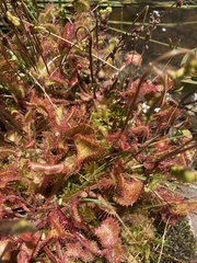 Drosera intermedia