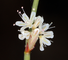 Eriogonum baileyi baileyi