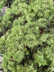 Hylocomium splendens image