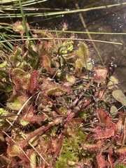 Drosera intermedia