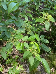 Viburnum cassinoides image