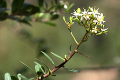 Bursaria spinosa