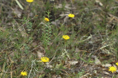 Podolepis decipiens