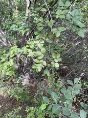 Carpinus turczaninovii