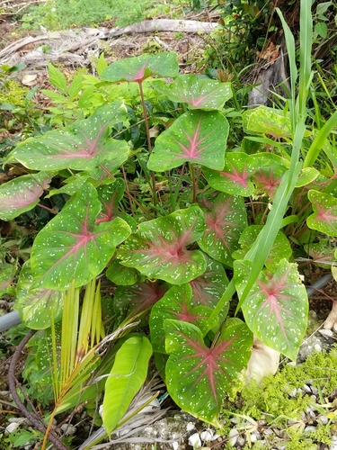Caladium bicolor