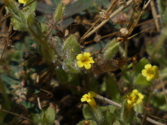 Mimetanthe pilosa
