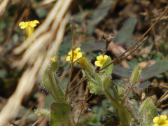 Mimetanthe pilosa
