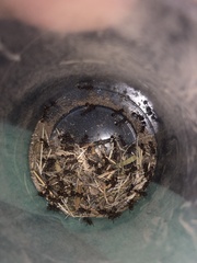 Pogonomyrmex imberbiculus