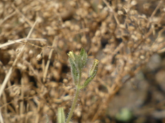 Mimetanthe pilosa