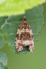 Orthotaenia