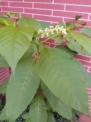 Phytolacca americana