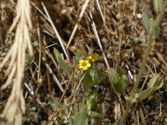 Mimetanthe pilosa