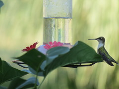 Archilochus colubris