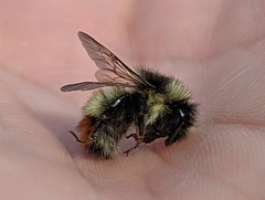 Bombus