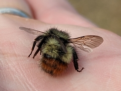 Bombus