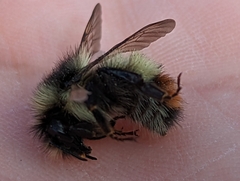 Bombus