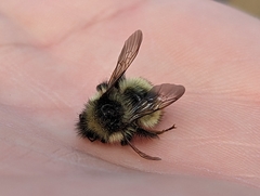 Bombus