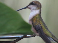 Archilochus colubris