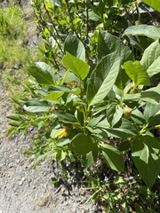 Lonicera involucrata involucrata