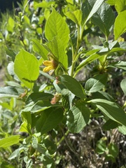 Lonicera involucrata involucrata