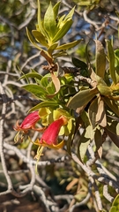 Eremophila duttonii