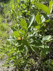 Lonicera involucrata involucrata