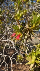 Eremophila duttonii