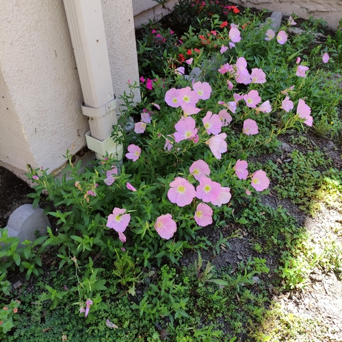 Otra foto de Pink evening primrose