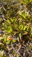 Eremophila duttonii