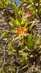 Eremophila duttonii