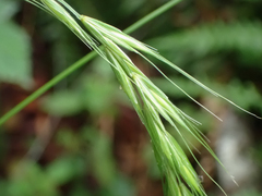 Elymus hirsutus