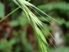 Elymus hirsutus