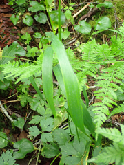 Elymus hirsutus