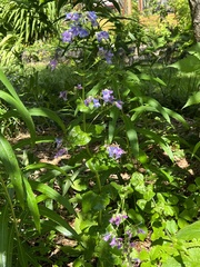 Penstemon ovatus