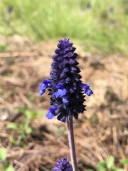 Salvia stachyoides